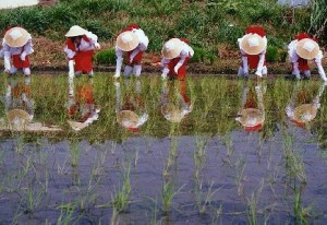 田植えと歌