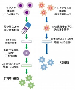 【画像②】STAP,iPS