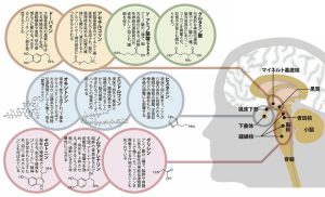 駆動物質の主な発生場所